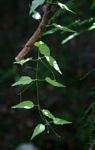 Vincetoxicum monticola