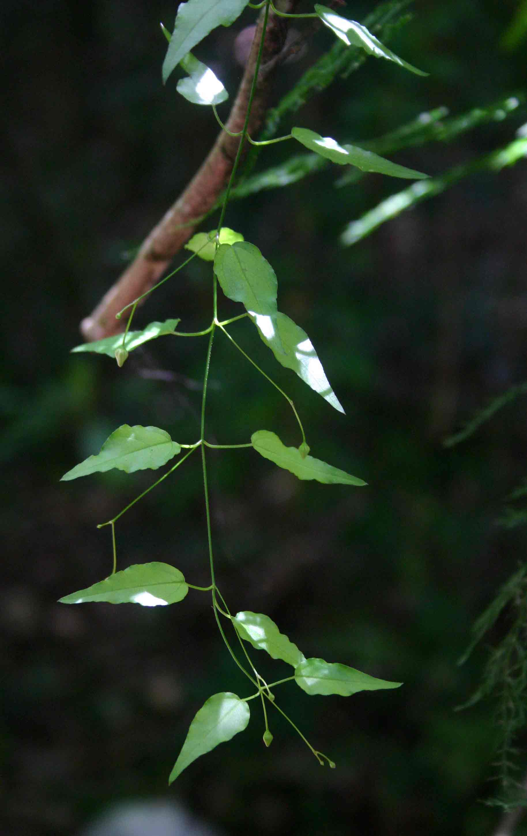 Vincetoxicum monticola