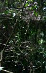 Vincetoxicum monticola