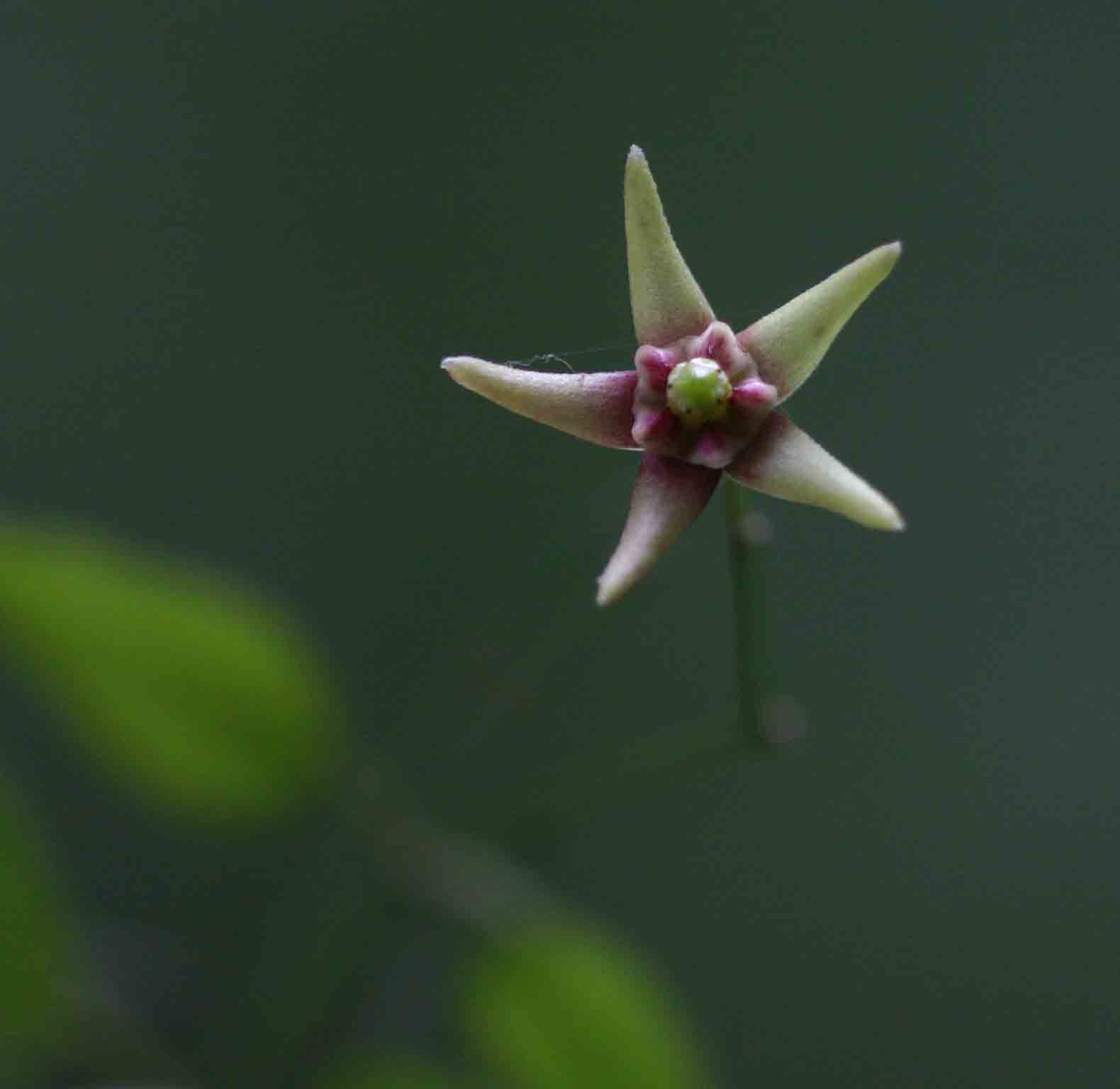 Vincetoxicum monticola