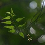 Vincetoxicum monticola