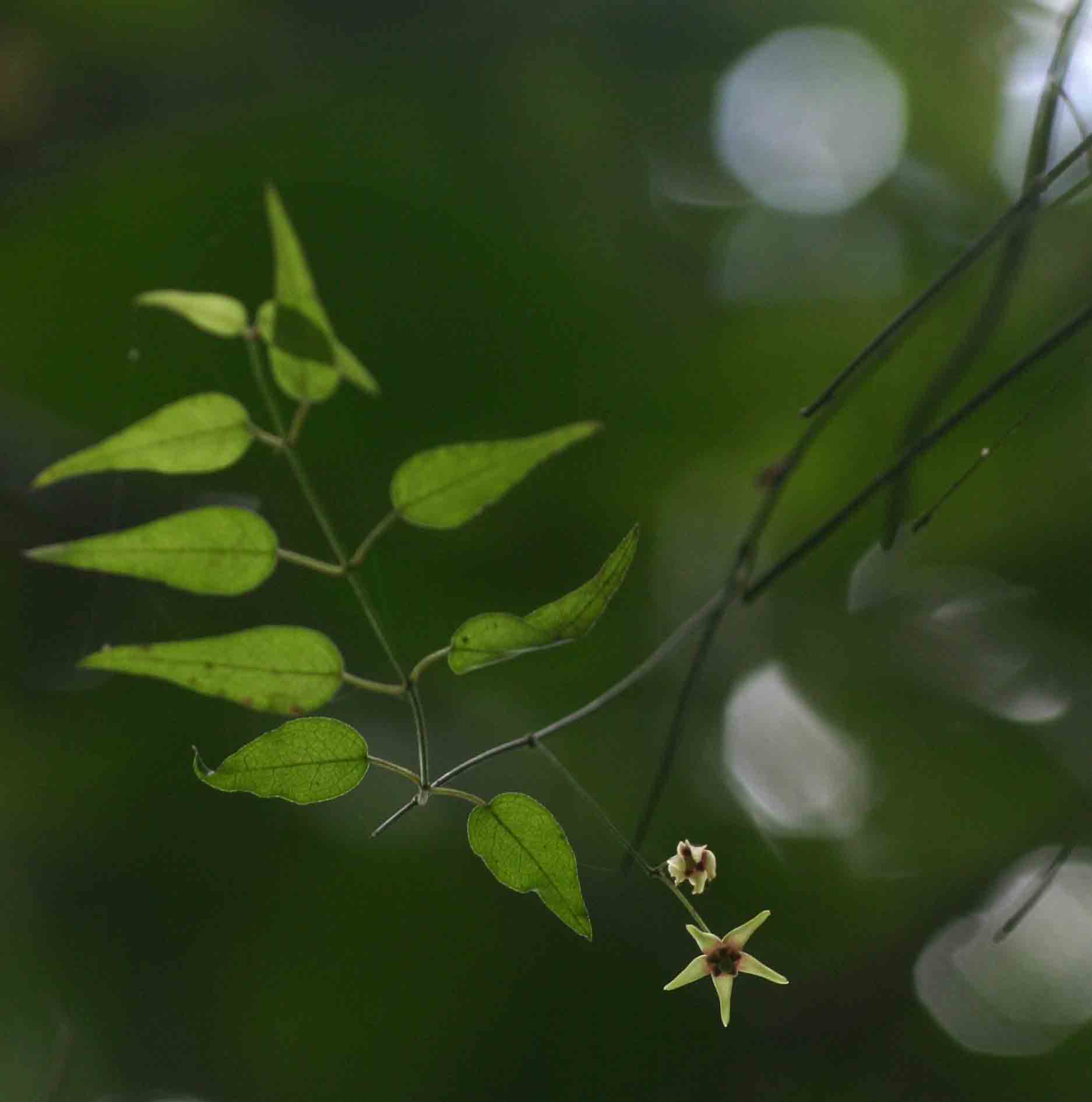 Vincetoxicum monticola