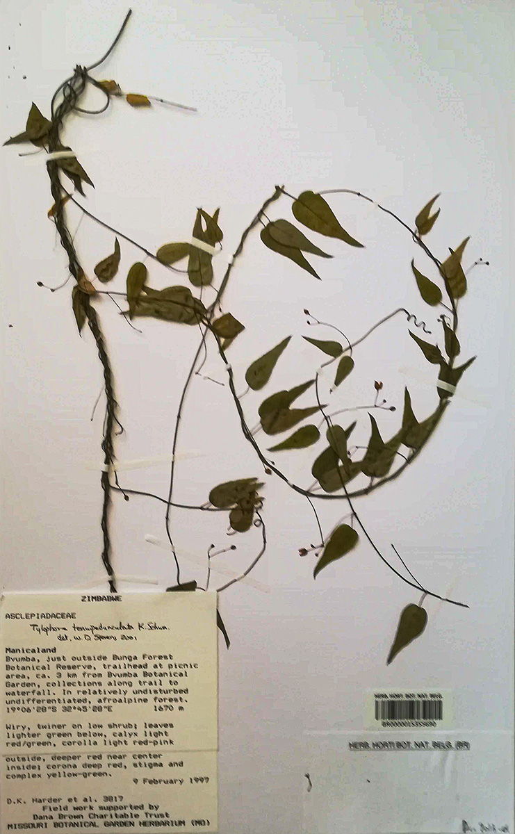 Vincetoxicum monticola