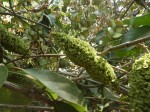 Marsdenia abyssinica