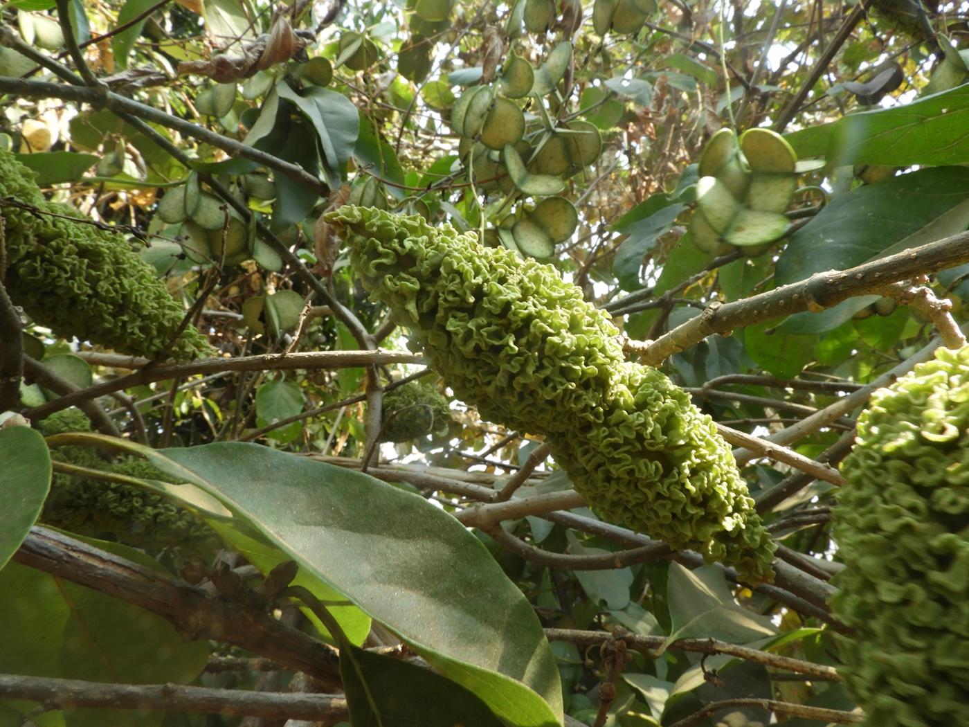 Marsdenia abyssinica