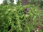 Marsdenia macrantha