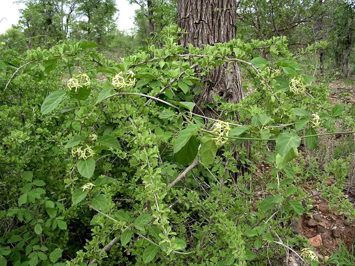 Marsdenia macrantha