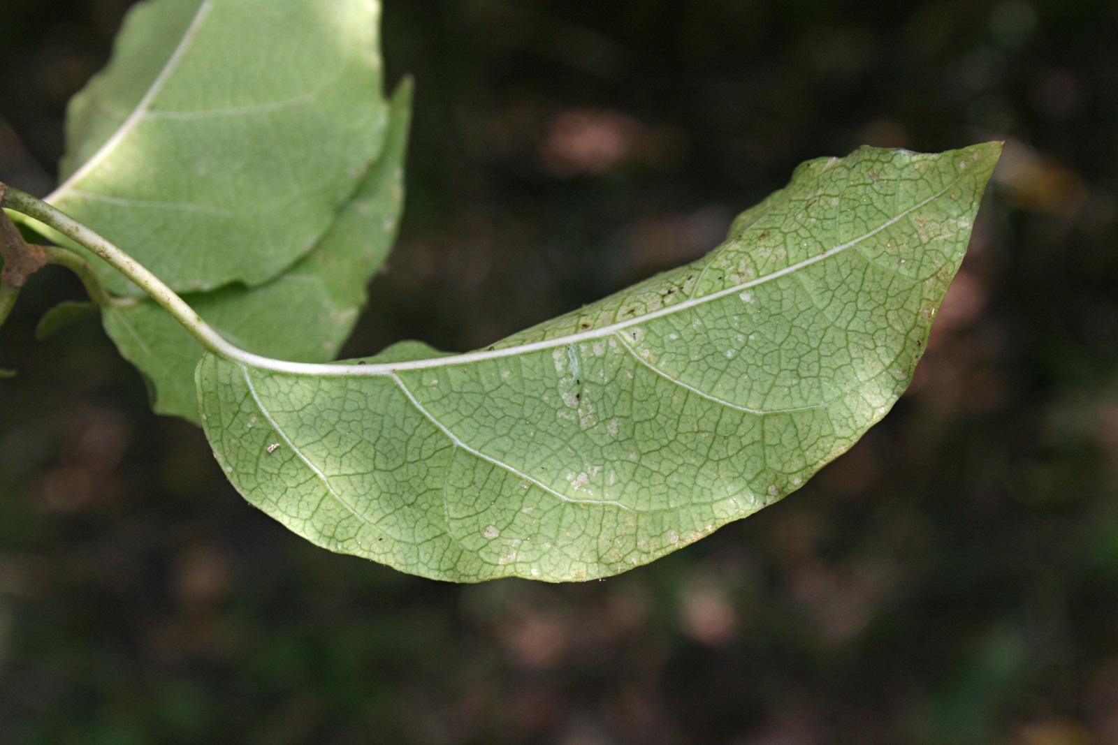 Marsdenia macrantha