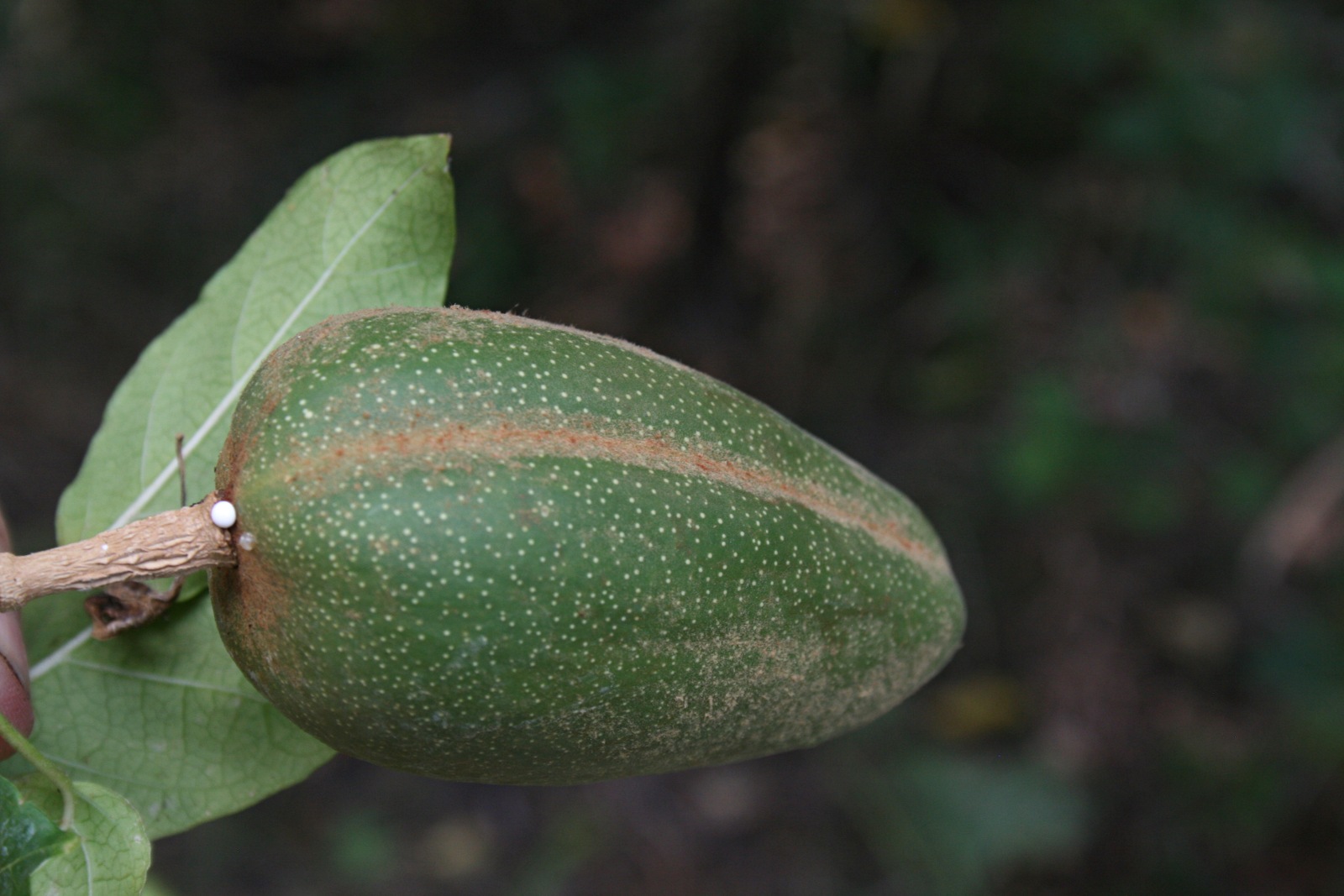 Marsdenia macrantha