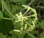 Marsdenia macrantha