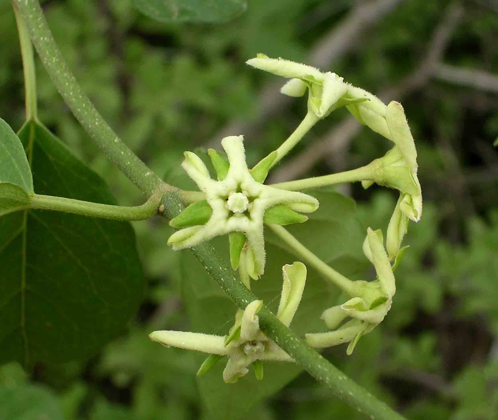 Marsdenia macrantha