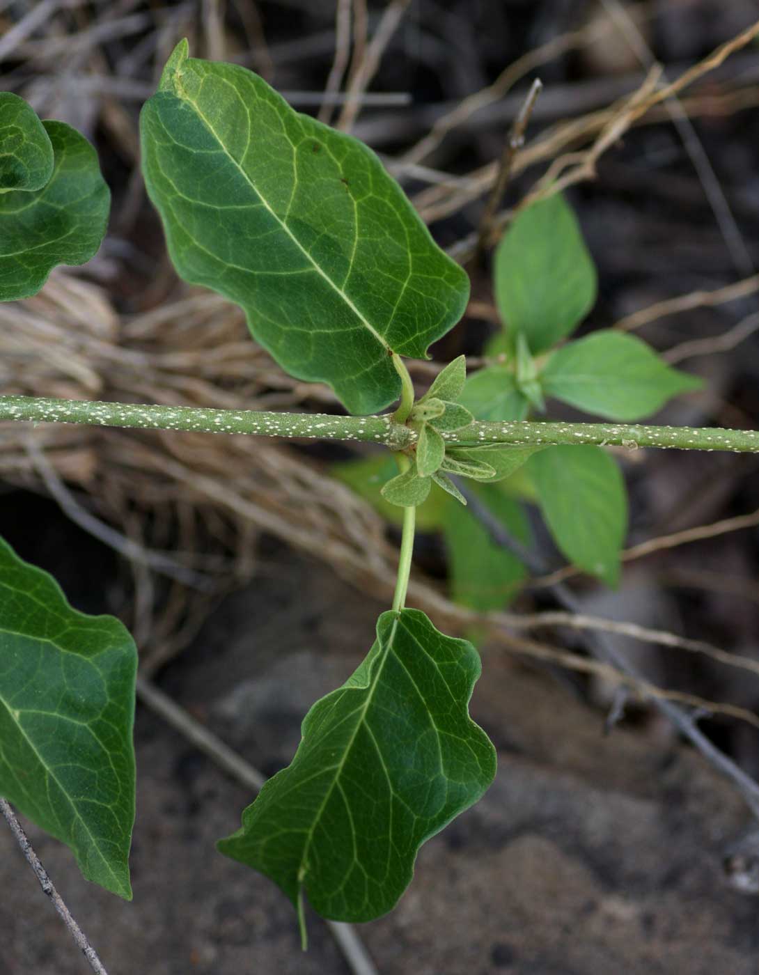 Marsdenia macrantha
