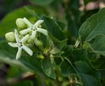 Marsdenia macrantha
