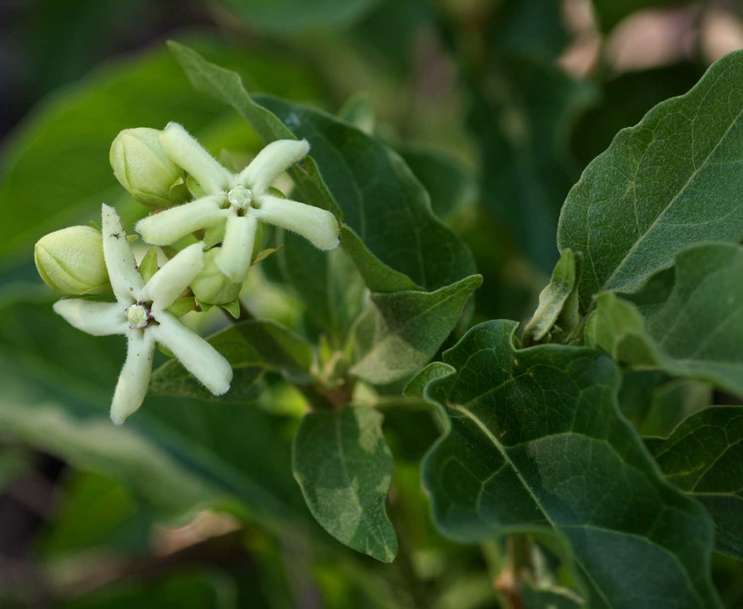 Marsdenia macrantha