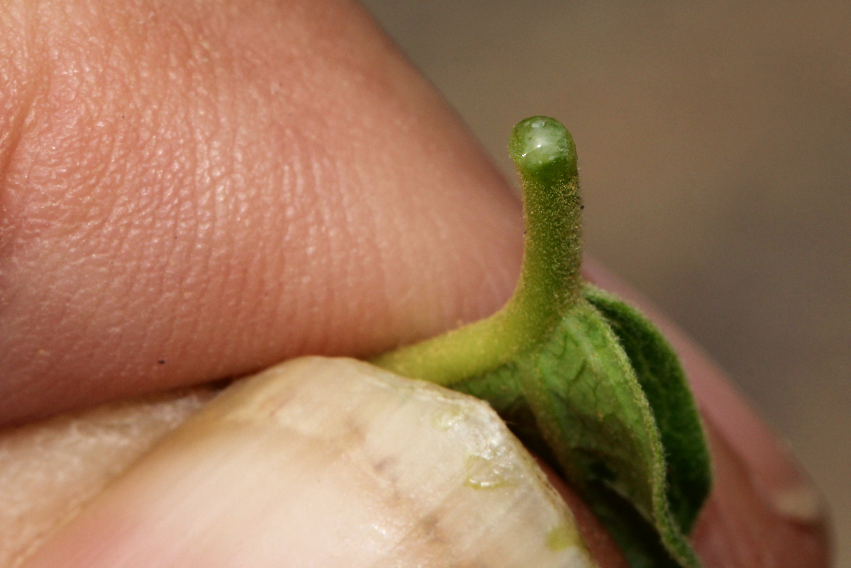 Marsdenia macrantha