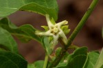 Marsdenia macrantha