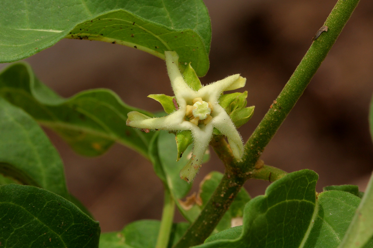 Marsdenia macrantha