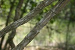 Marsdenia macrantha