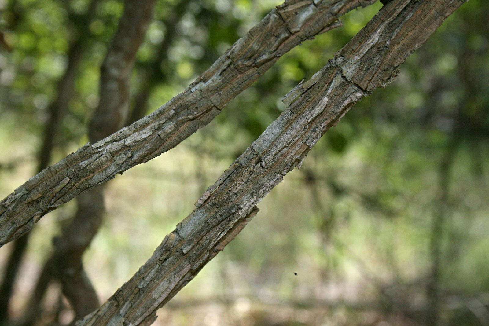 Marsdenia macrantha