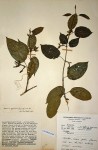 Telosma africana