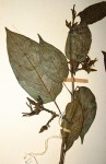 Telosma africana