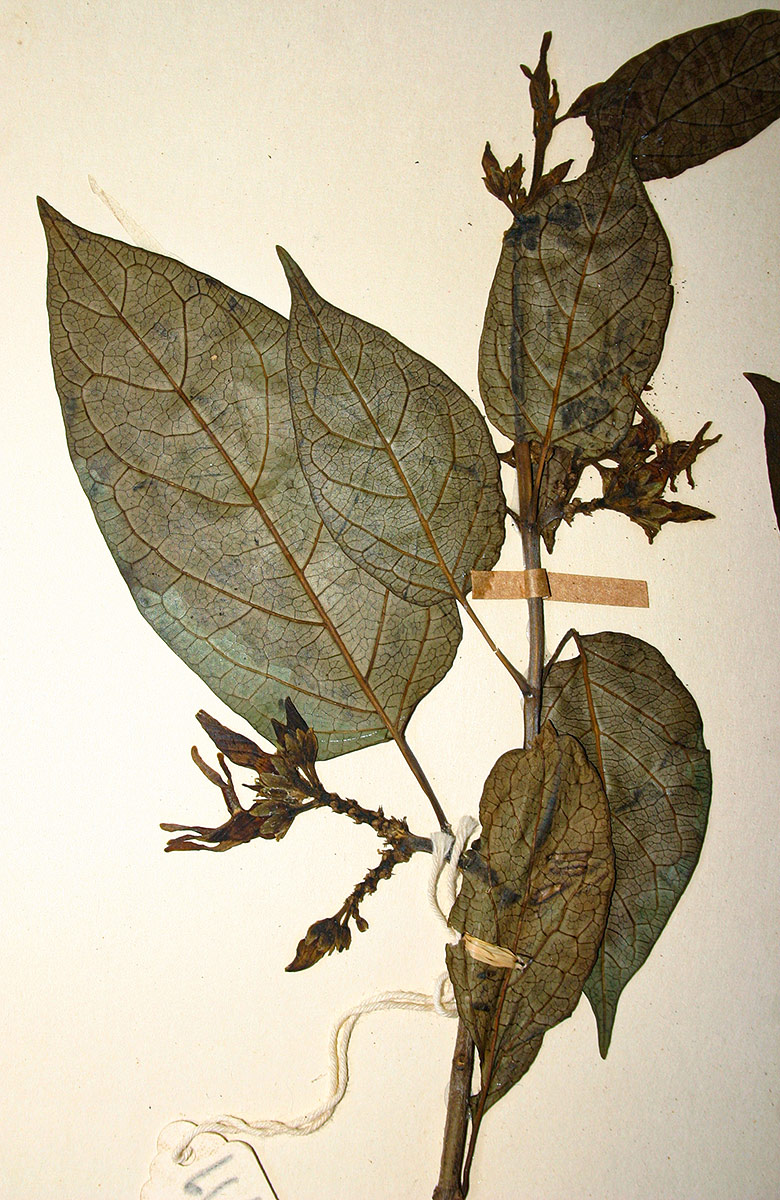Telosma africana