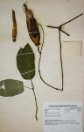Telosma africana