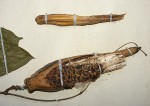 Telosma africana