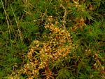 Cuscuta campestris