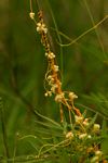 Cuscuta campestris