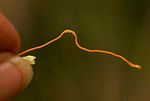 Cuscuta campestris