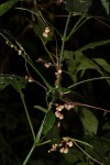 Cuscuta kilimanjari var. kilimanjari