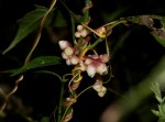 Cuscuta kilimanjari var. kilimanjari