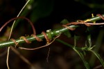 Cuscuta kilimanjari var. kilimanjari