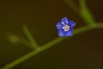 Evolvulus alsinoides var. alsinoides