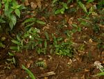 Seddera suffruticosa var. suffruticosa
