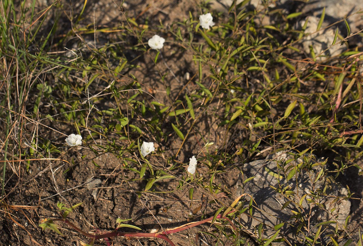 Seddera suffruticosa var. suffruticosa