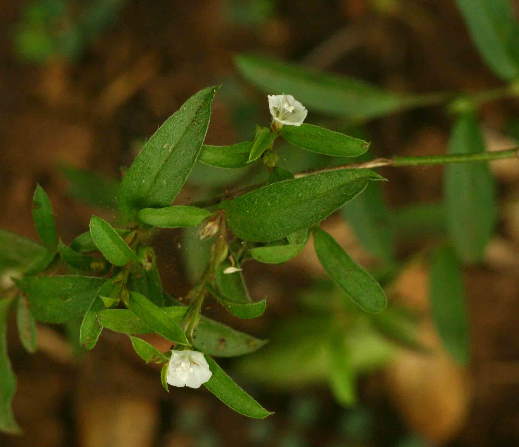 Seddera suffruticosa var. suffruticosa