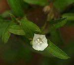 Seddera suffruticosa var. suffruticosa