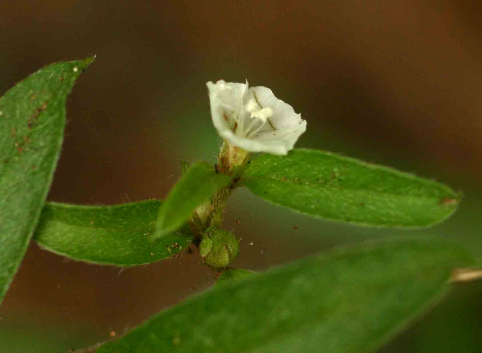 Seddera suffruticosa var. suffruticosa
