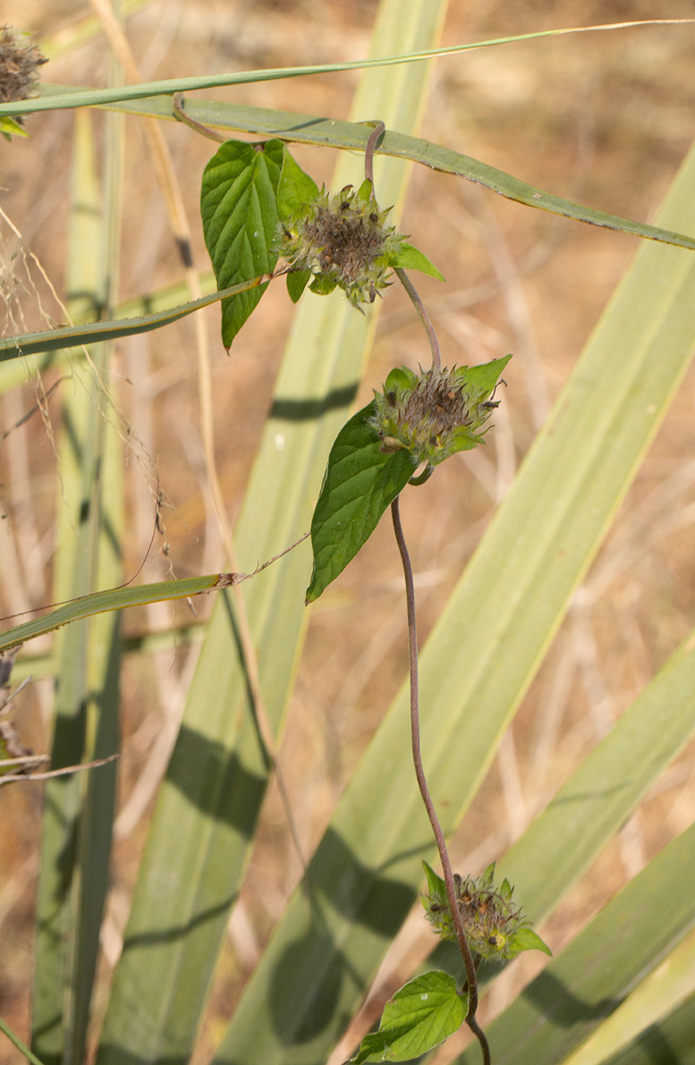 Jacquemontia tamnifolia