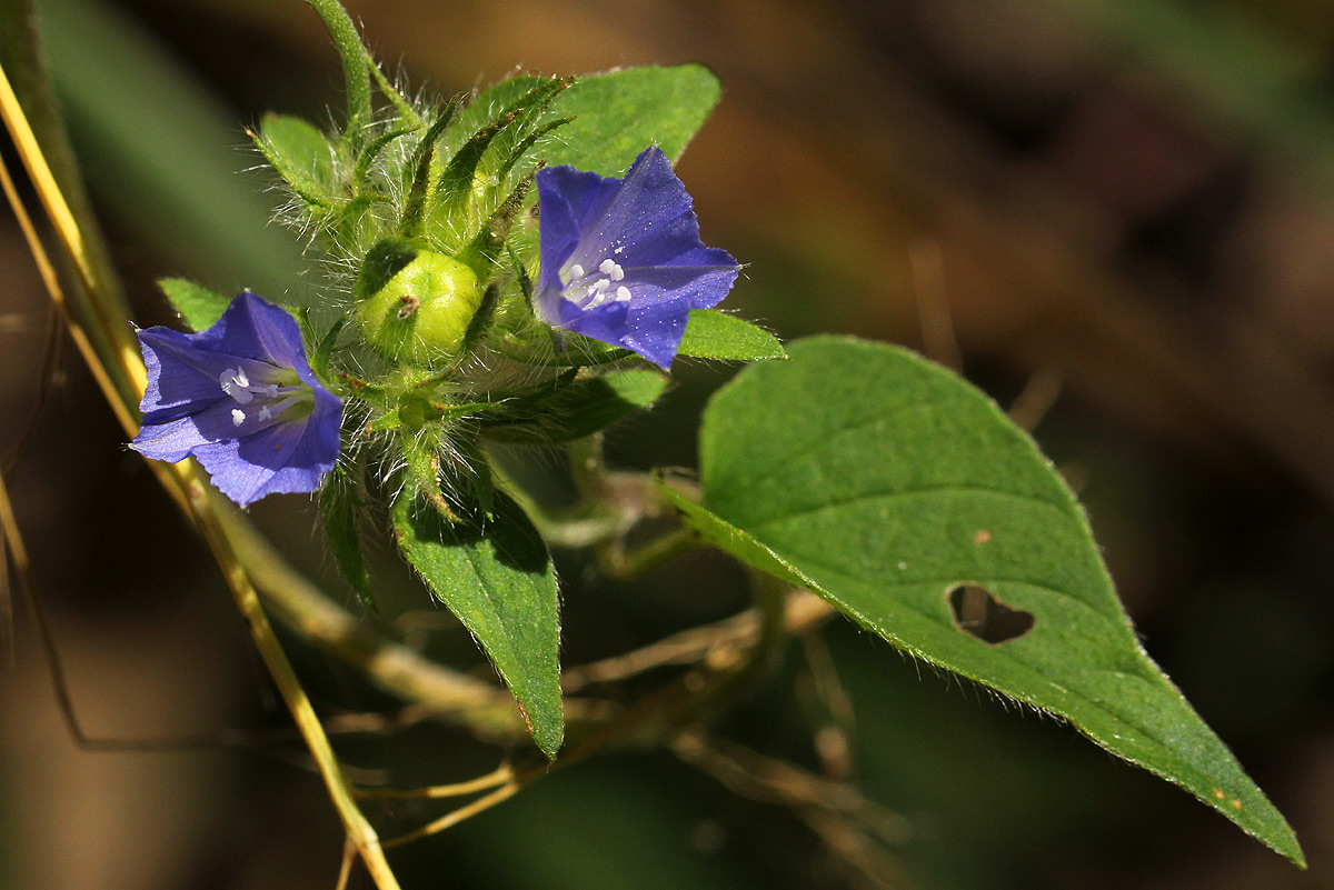 Jacquemontia tamnifolia