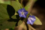 Jacquemontia tamnifolia