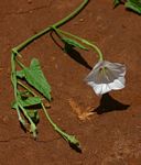 Convolvulus sagittatus var. phyllosepalus