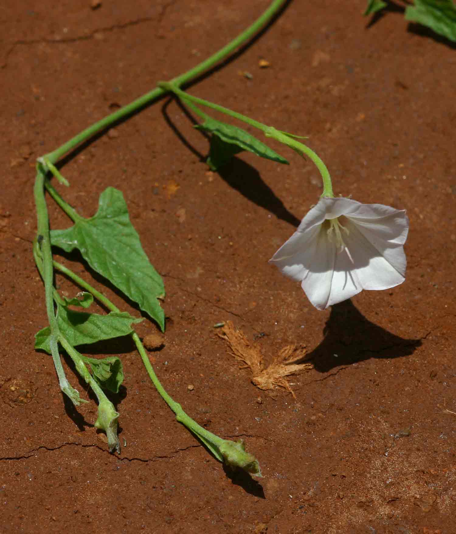 Convolvulus sagittatus var. phyllosepalus