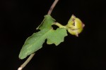Merremia hederacea