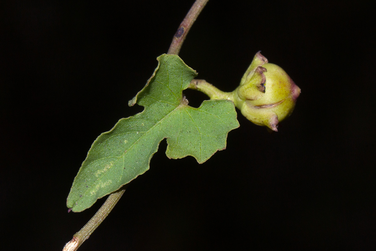 Merremia hederacea