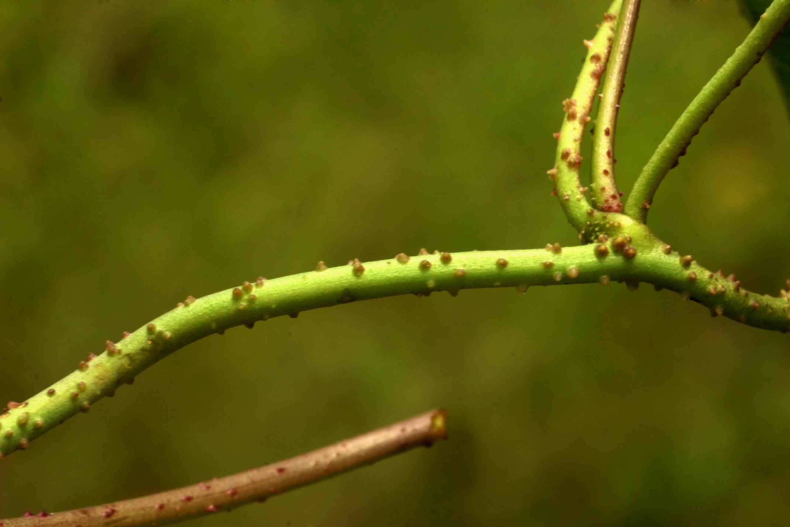 Merremia kentrocaulos var. pinnatifida