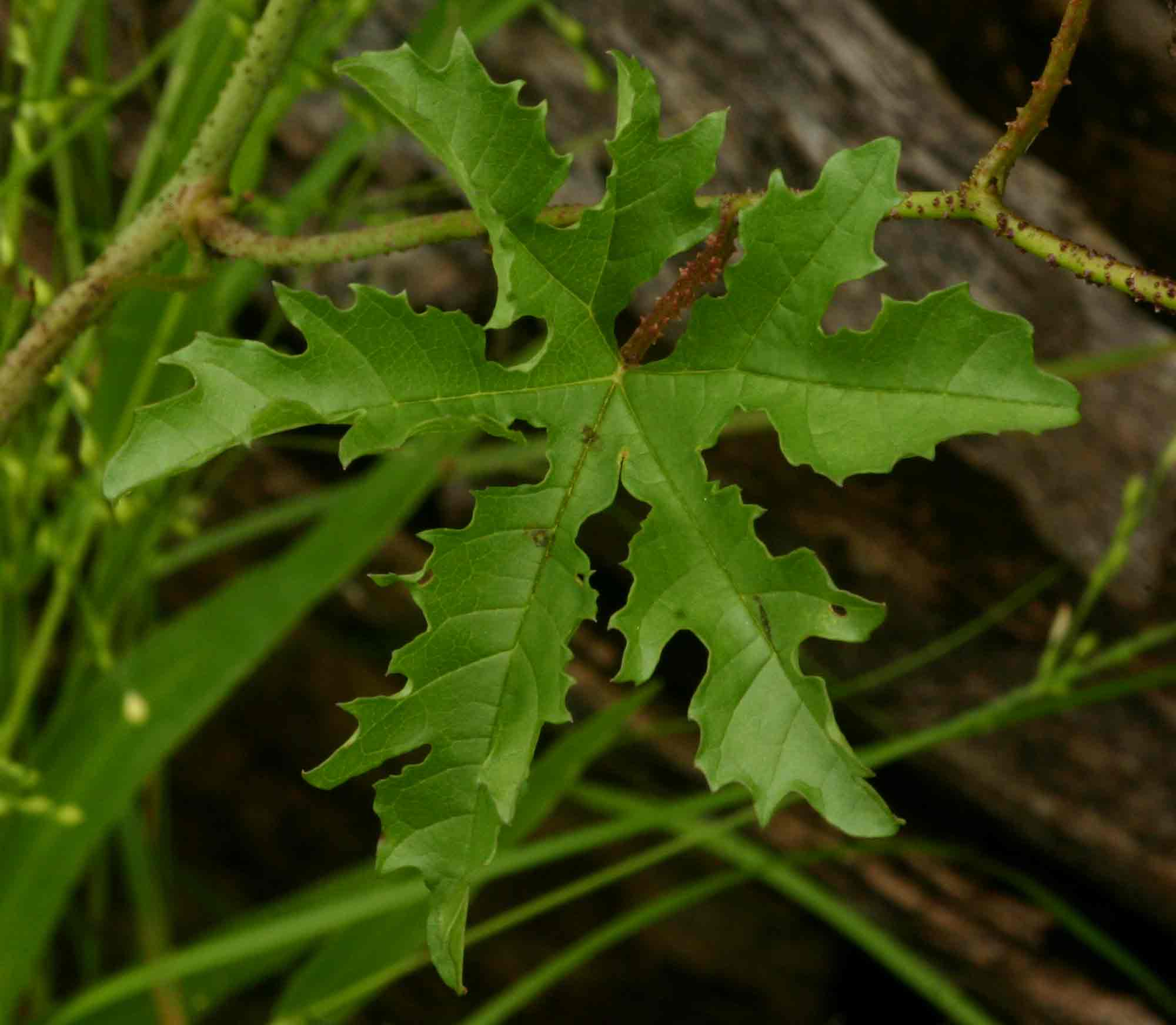 Merremia kentrocaulos var. pinnatifida