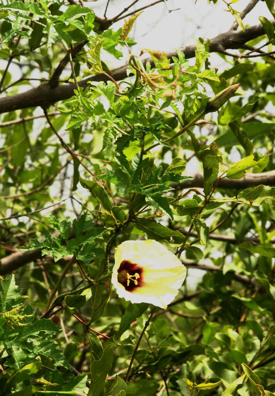 Merremia kentrocaulos var. pinnatifida